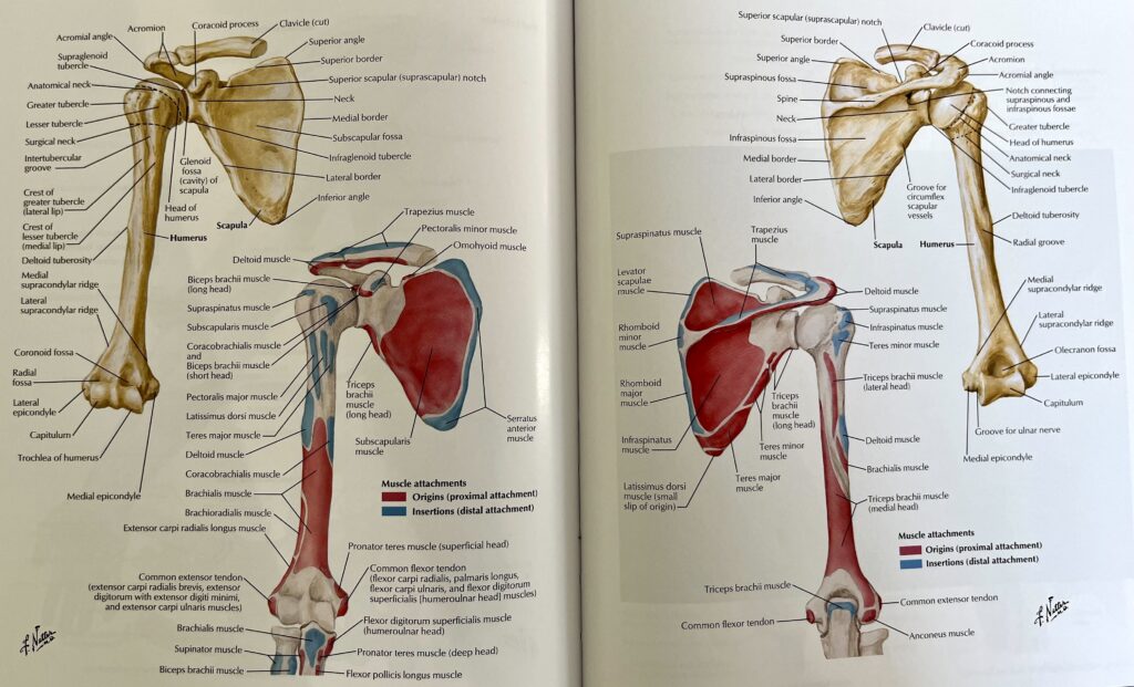 Anatomy of the shoulder joint