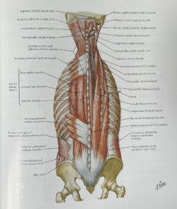 This image shows the paraspinal muscles that run along the spine and down the back.