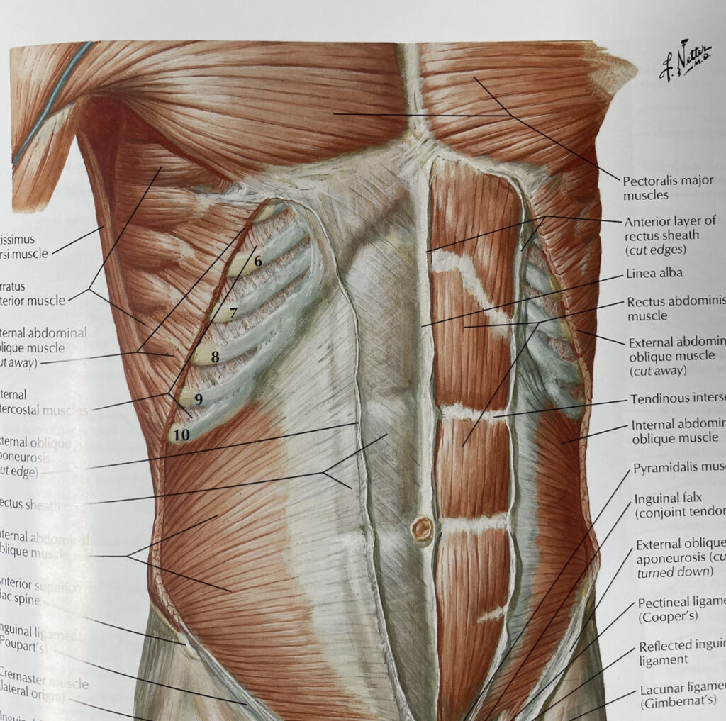 This image shows the front of the core muscles
