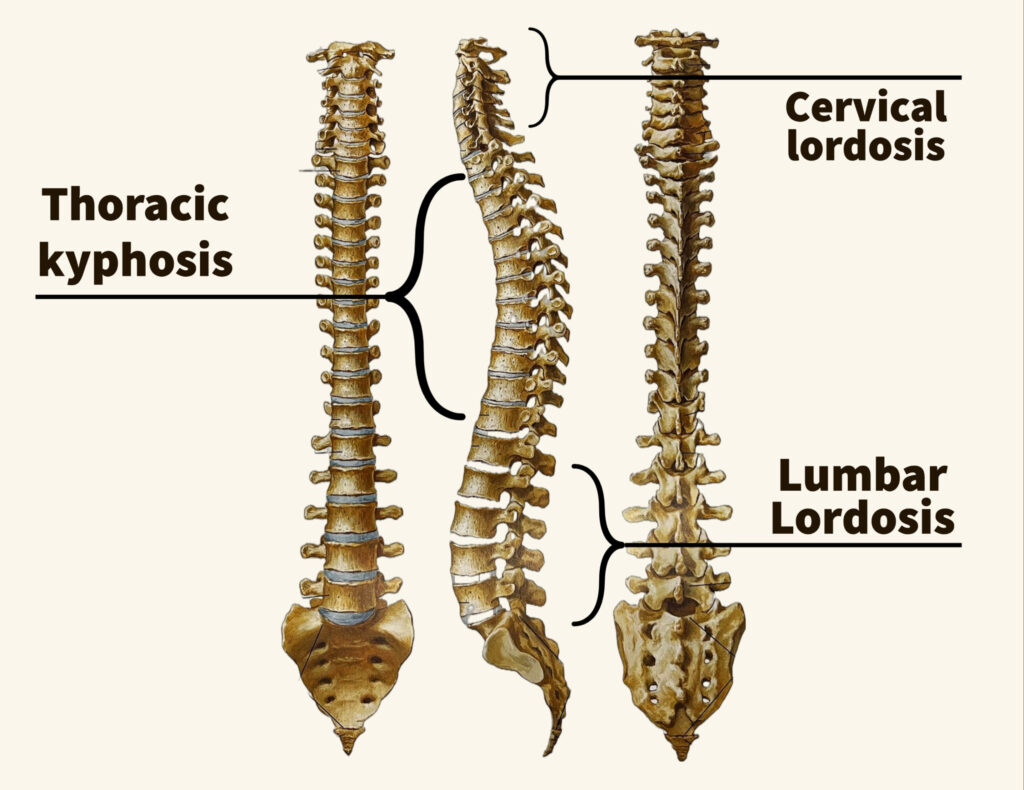 Image of the spine to show where the thoracic spine is for and to teach how to improve golf swing