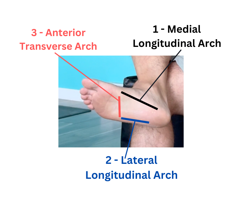 the arches of the foot