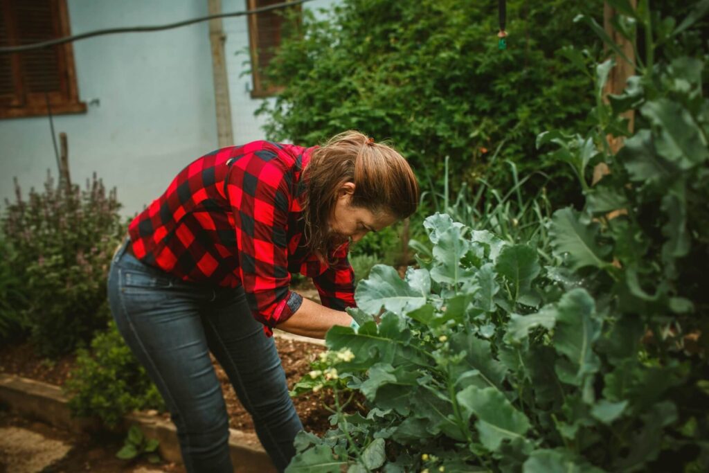 A woman bending over to work on her elevated garden rounding her back resulting in back pain from gardening